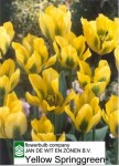 [Yellow Springgreen (close up).jpg]